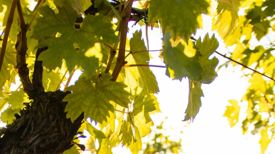 Pelješac bridge and wine country for wine tour transport in Croatia